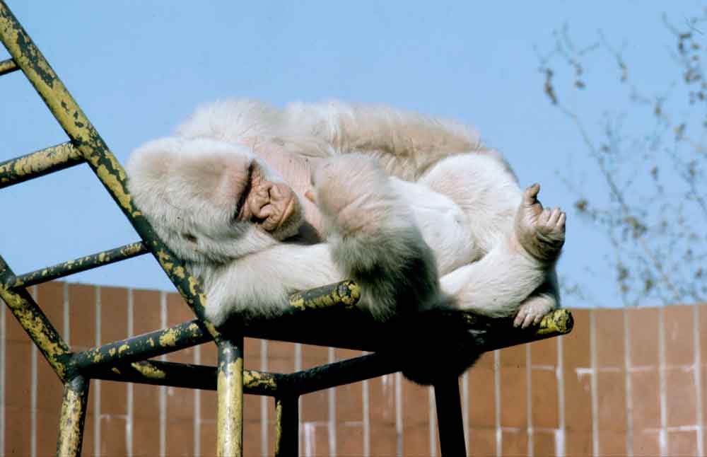 Gorila Albino - Copito de Nieve - zoo Barcelona - Catalunya 1.jpg